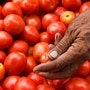 Tomato prices are soaring due to adverse weather. (HT)